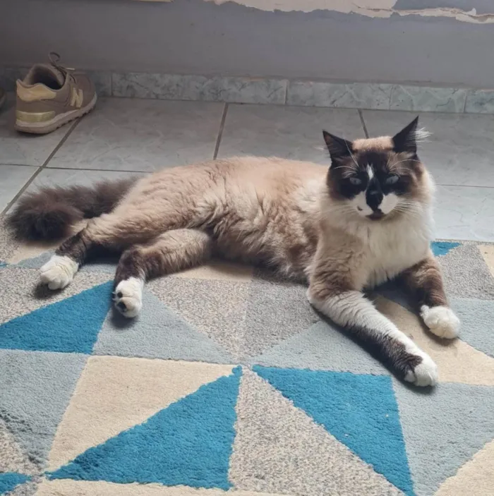 Gato ra a SRD-ViraLata idade 1 ano nome Que nome você me daria?