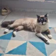 Que nome você me daria?