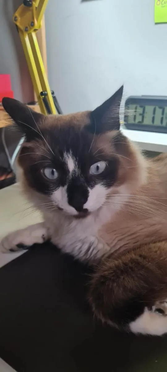 Gato ra a SRD-ViraLata idade 1 ano nome Que nome você me daria?