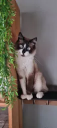 Que nome você me daria?