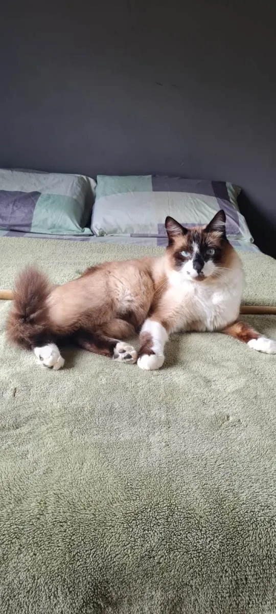Gato ra a SRD-ViraLata idade 1 ano nome Que nome você me daria?