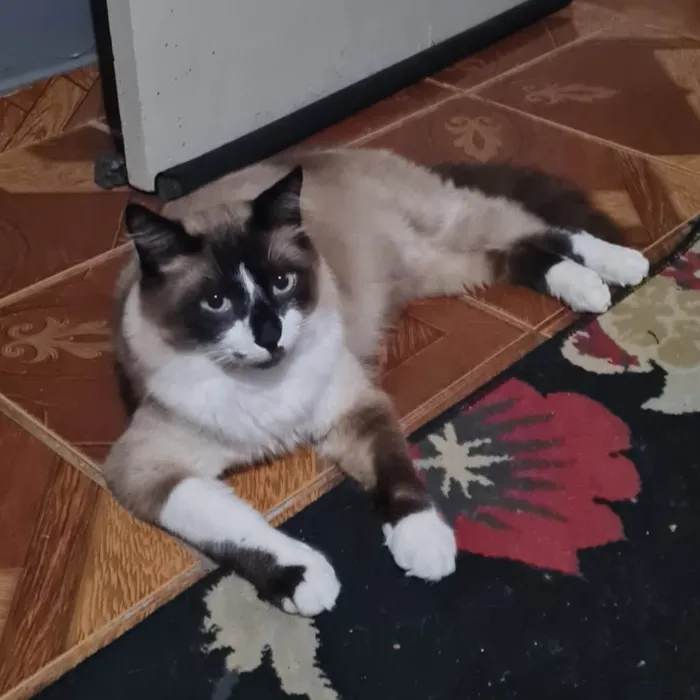 Gato ra a SRD-ViraLata idade 1 ano nome Que nome você me daria?