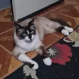 Que nome você me daria?