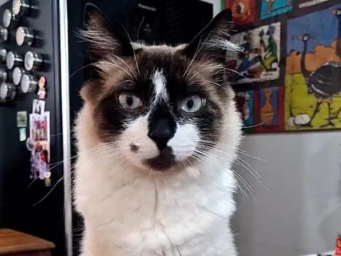 Gato ra a SRD-ViraLata idade 1 ano nome Que nome você me daria?