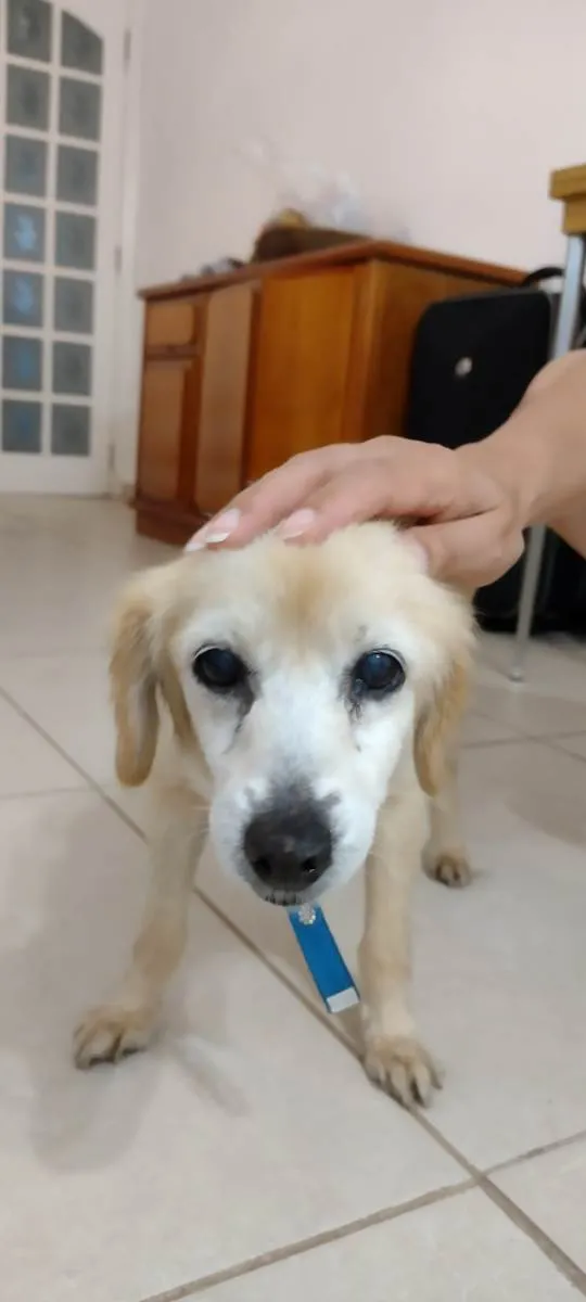 Cachorro ra a SRD-ViraLata idade 6 ou mais anos nome Dory