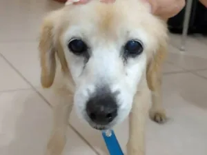 Cachorro raça SRD-ViraLata idade 6 ou mais anos nome Dory