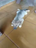 Branquinho & Simba
