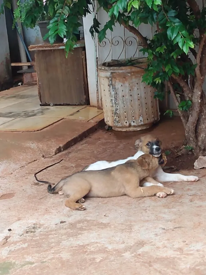 Cachorro ra a  idade 2 a 6 meses nome Branquinho & Simba 