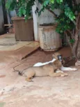 Branquinho & Simba