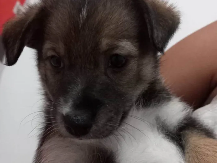 Cachorro raça Pasto alemão  misturado  idade Abaixo de 2 meses nome Não tem