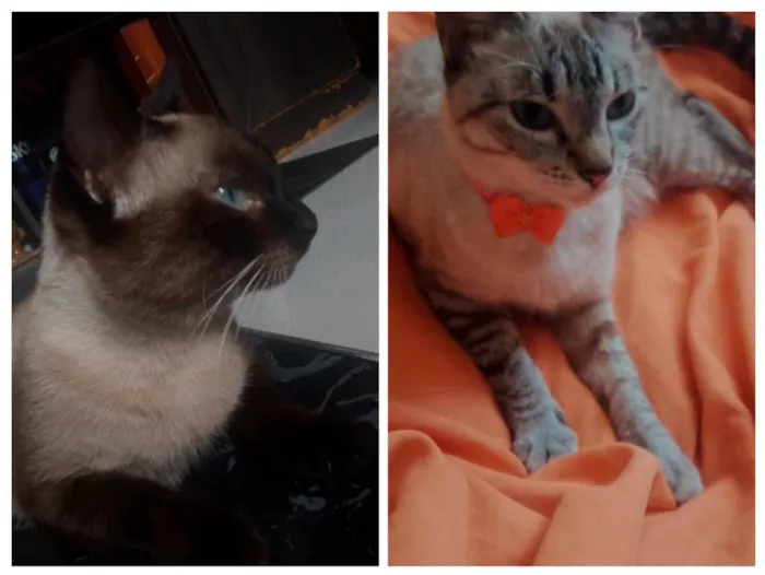 Gato ra a Siamês idade 1 ano nome Sakura e Hinata 