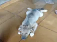 Branquinho & Simba