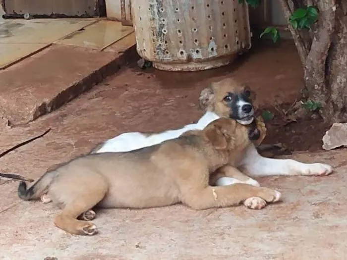 Cachorro ra a  idade 2 a 6 meses nome Branquinho & Simba 