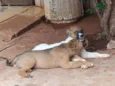 Branquinho & Simba