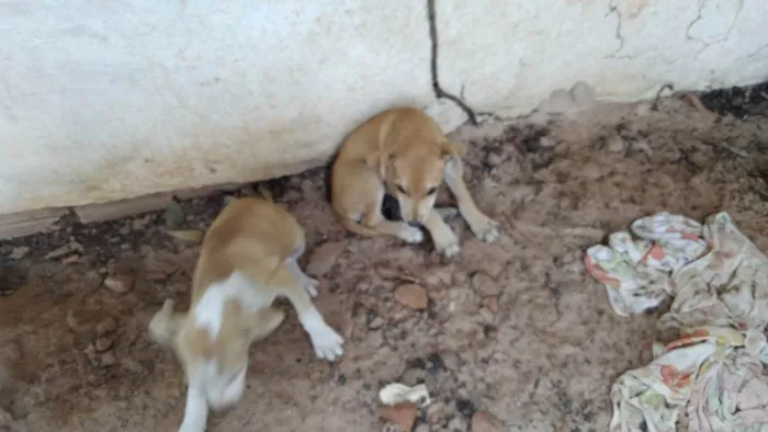 Cachorro raça  idade  nome Brida,shitara