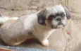 Dudu