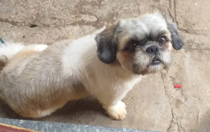 Cachorro raça Shitzu idade 4 anos nome Dudu