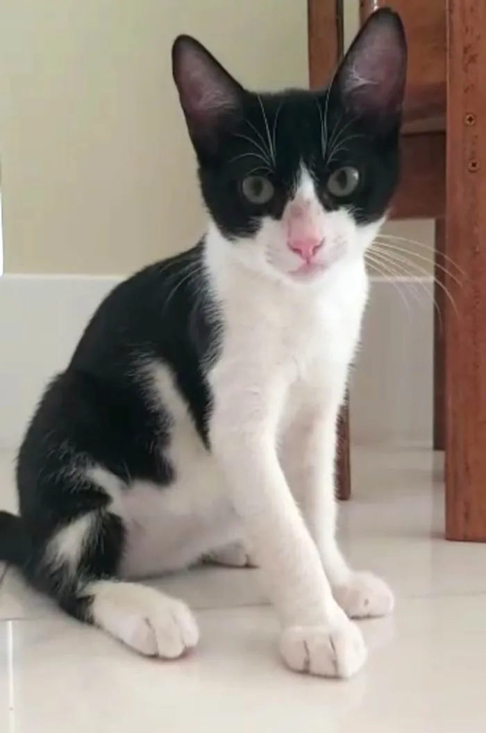 Gato ra a srd frajolinha  idade 2 a 6 meses nome BILL