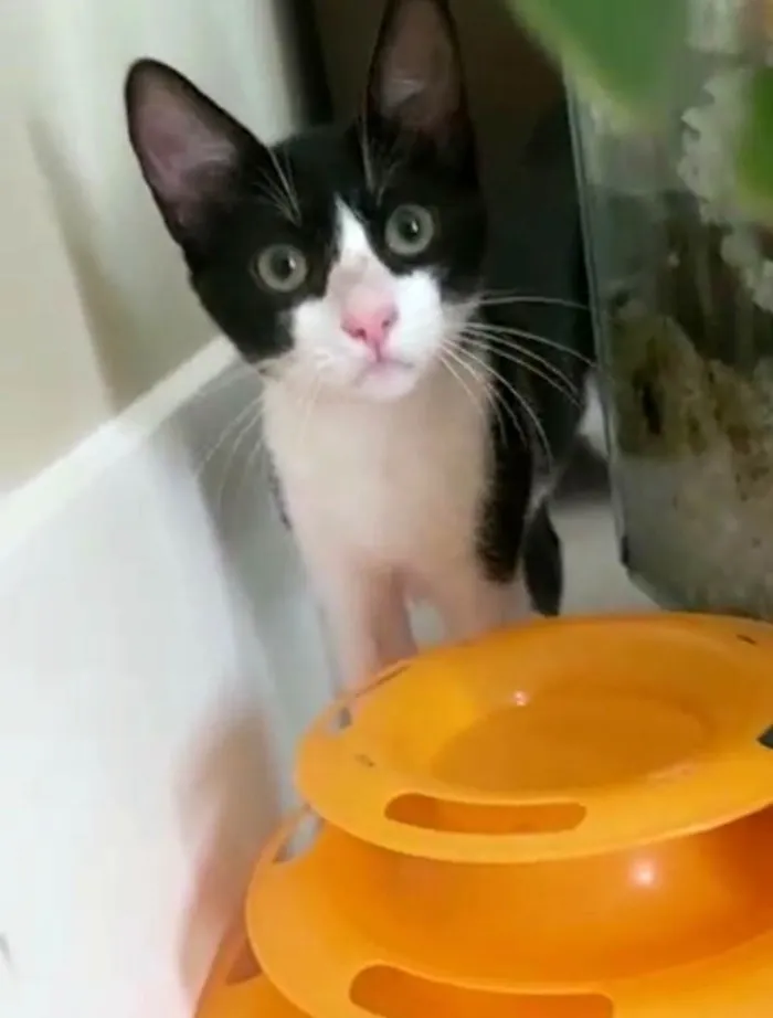 Gato ra a srd frajolinha  idade 2 a 6 meses nome BILL
