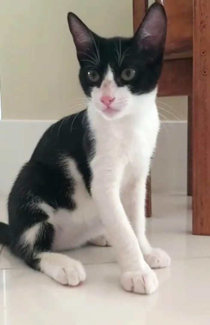 Gato ra a srd frajolinha  idade 2 a 6 meses nome BILL