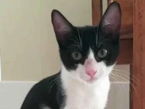 Gato raça srd frajolinha  idade 2 a 6 meses nome BILL