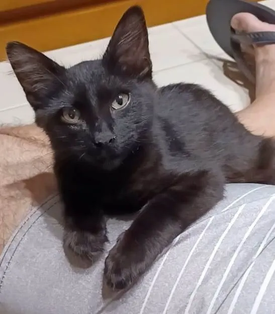 Gato ra a srd idade 2 a 6 meses nome MELK