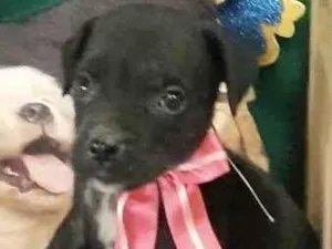 Cachorro raça Mestica  idade Abaixo de 2 meses nome Minnie 