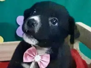 Cachorro raça Mestica  idade Abaixo de 2 meses nome Morgana 