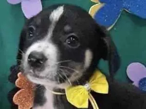 Cachorro raça Mestica  idade Abaixo de 2 meses nome Mel 