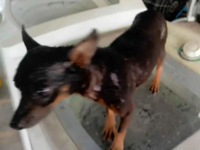 Cachorro ra a Pinscher idade 6 ou mais anos nome Koda