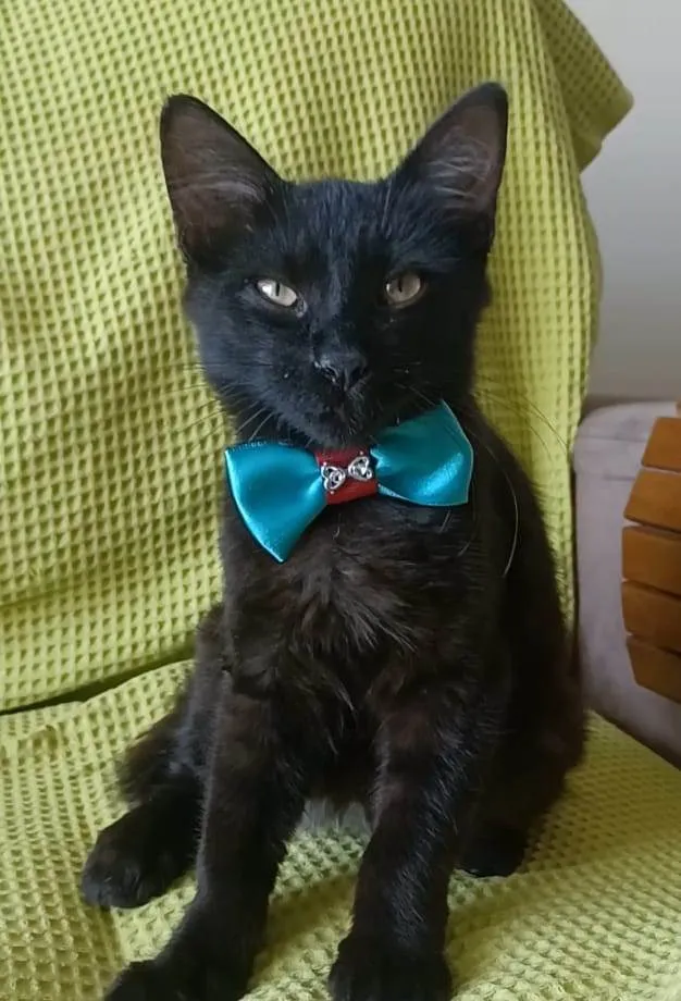 Gato ra a srd idade 2 a 6 meses nome MELK