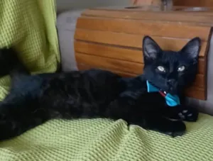 Gato raça srd idade 2 a 6 meses nome MELK