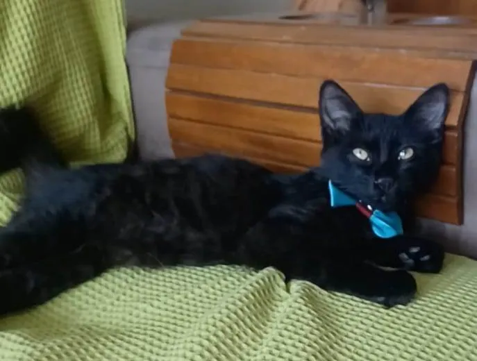 Gato ra a srd idade 2 a 6 meses nome MELK