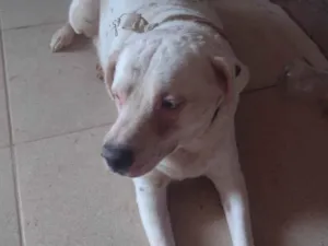 Cachorro raça Dálmata idade 3 anos nome Oz