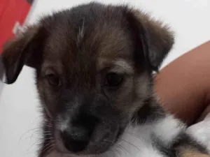 Cachorro raça Pasto alemão  misturado  idade Abaixo de 2 meses nome Não tem