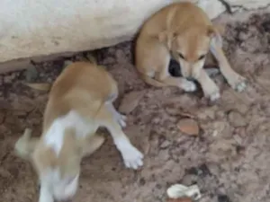 Cachorro raça  idade  nome Brida,shitara