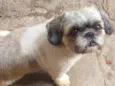 Dudu