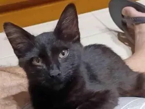 Gato raça srd idade 2 a 6 meses nome MELK