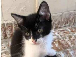 Gato raça SRD-ViraLata idade Abaixo de 2 meses nome Bombom