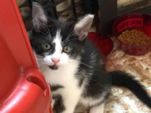 Gato raça SRD-ViraLata idade Abaixo de 2 meses nome Beijinho