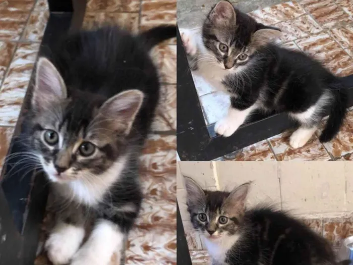 Gato raça SRD-ViraLata idade Abaixo de 2 meses nome Brownie