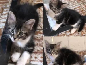 Gato raça SRD-ViraLata idade Abaixo de 2 meses nome Brownie