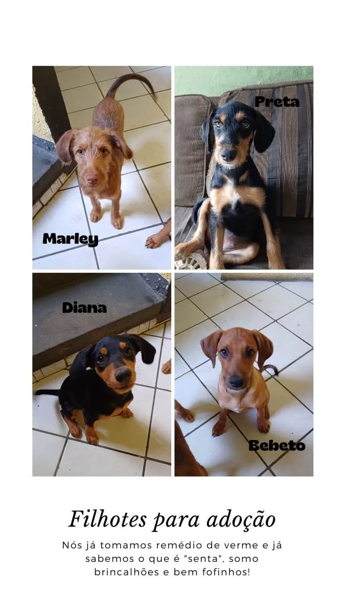 Cachorro ra a SRD-ViraLata idade 2 a 6 meses nome Marley, Preta, Diana e Bebeto 