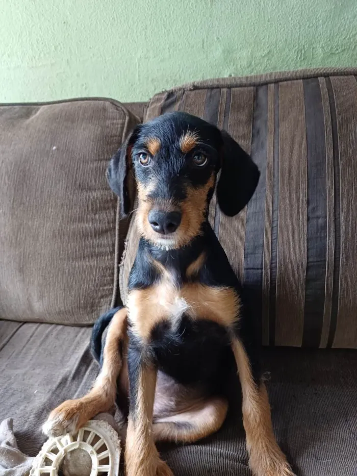 Cachorro ra a SRD-ViraLata idade 2 a 6 meses nome Marley, Preta, Diana e Bebeto 