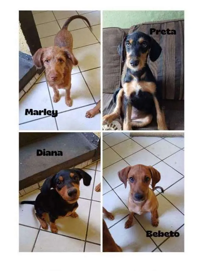 Cachorro ra a SRD-ViraLata idade 2 a 6 meses nome Marley, Preta, Diana e Bebeto 