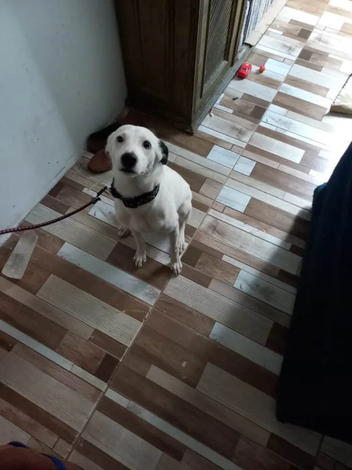 Cachorro ra a SRD-ViraLata idade 7 a 11 meses nome Videl