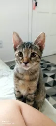 Milla