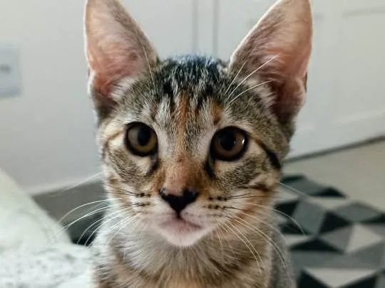 Gato ra a SRD-ViraLata idade 2 a 6 meses nome Milla