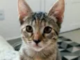 Milla