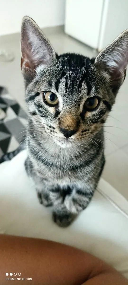 Gato ra a SRD-ViraLata idade 2 a 6 meses nome Dart